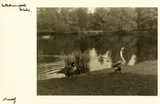 3654 Gezicht op de vijver in het Wilhelminapark te Utrecht, met enkele ganzen.